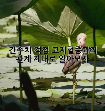 간수치 걱정? 고지혈증과의 관계, 제대로 알아보자!