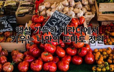 햇살 가득한 베란다에서 키우는 나만의 토마토 정원🍅