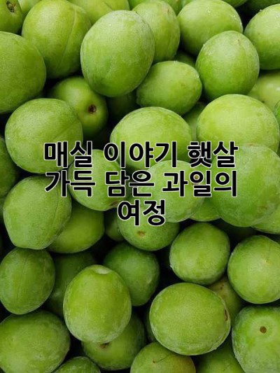 매실 이야기: 햇살 가득 담은 과일의 여정