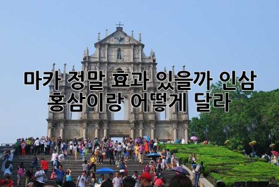 마카, 정말 효과 있을까? 인삼, 홍삼이랑 어떻게 달라?
