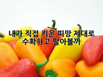 내가 직접 키운 피망, 제대로 수확하고 팔아볼까?