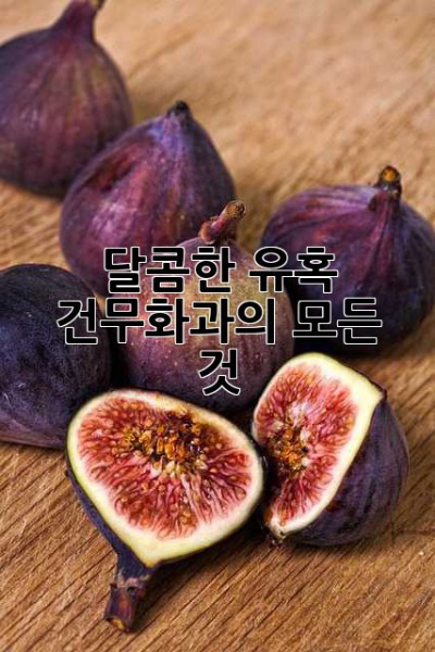 달콤한 유혹, 건무화과의 모든 것 ✨