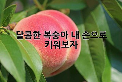 달콤한 복숭아, 내 손으로 키워보자!